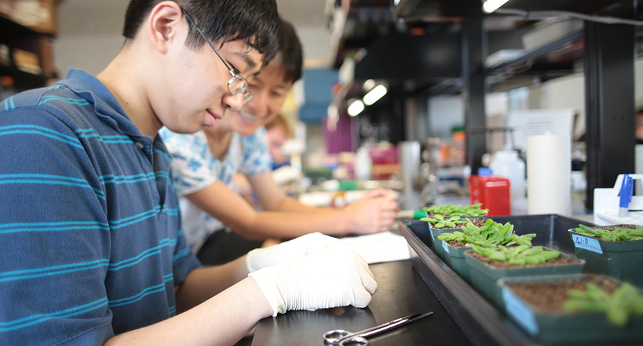 Research and the arabidopsis plant.
