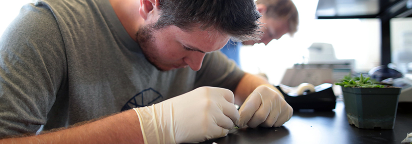 Student examining a plant in a lab