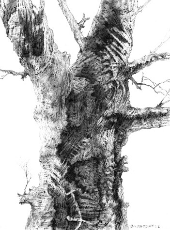 bosbyshell-drawing-a2 bosbyshell-drawing-a2