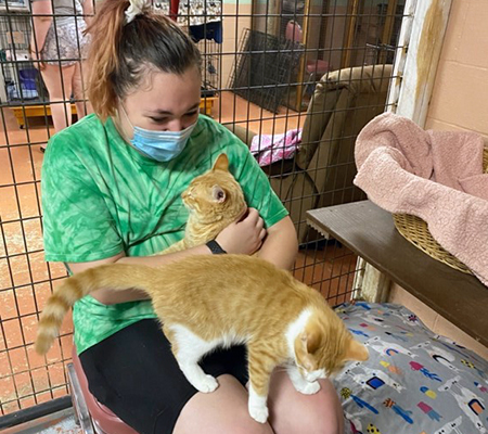 A student plays with two cats at the SPCA