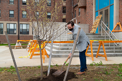 tree planting